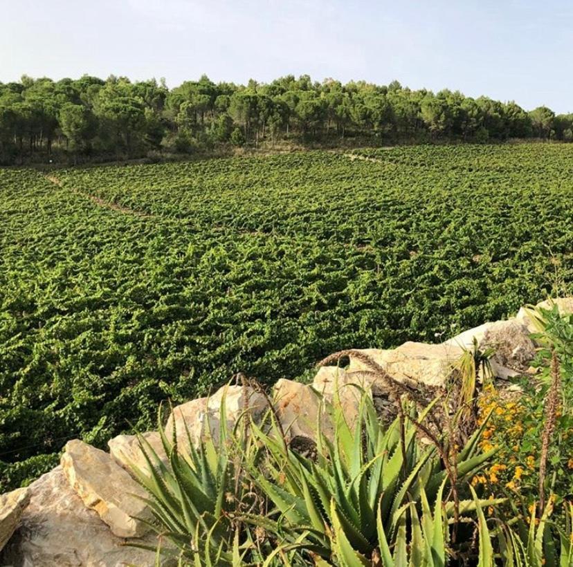 Alloggio per agriturismo Tenute Pispisa Segesta