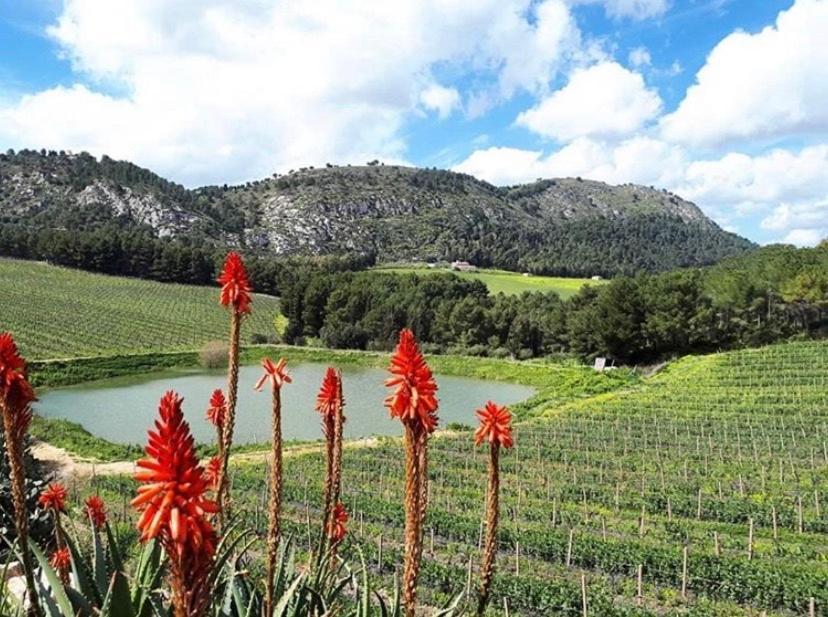 Tenute Pispisa Segesta Alloggio per agriturismo *