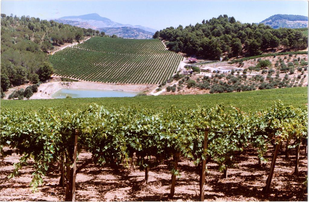 Tenute Pispisa Segesta Alloggio per agriturismo